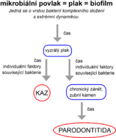 schéma vývoje zubního plaku